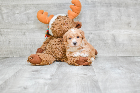 Maltipoo Pup Being Cute