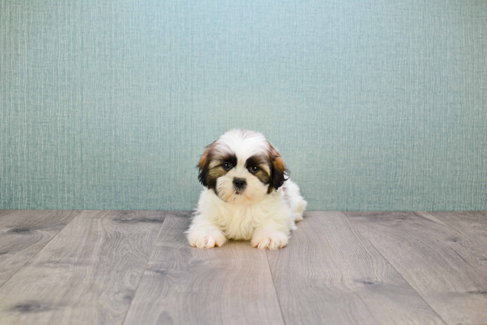 Playful Shichon Designer Puppy