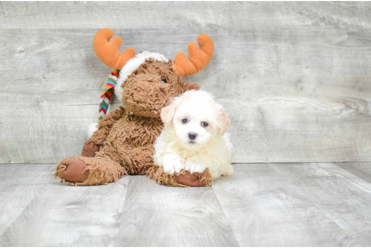 Havanese Pup Being Cute