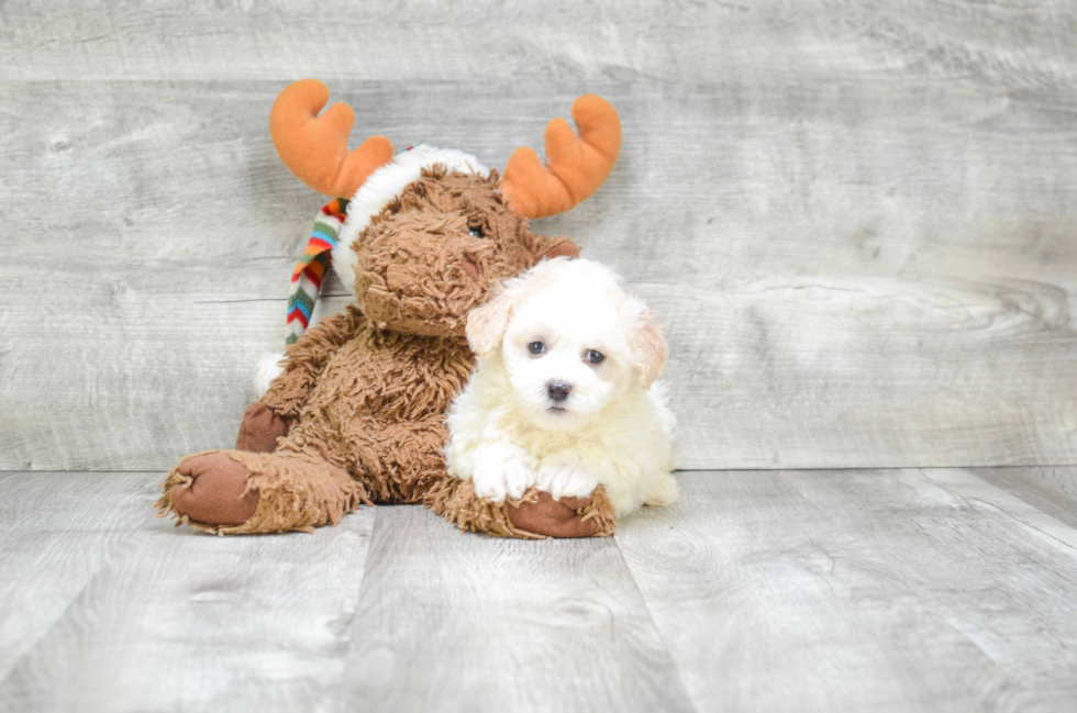 Havanese Pup Being Cute