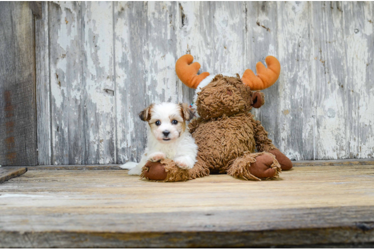 Teddy Bear Puppy for Adoption