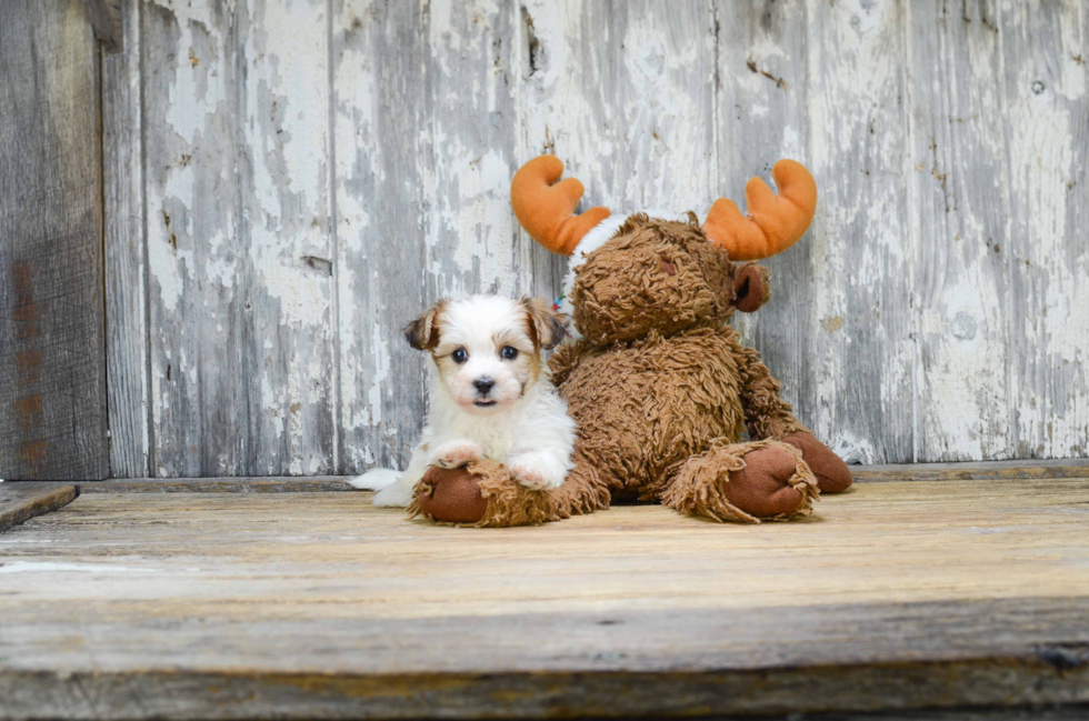 Teddy Bear Puppy for Adoption