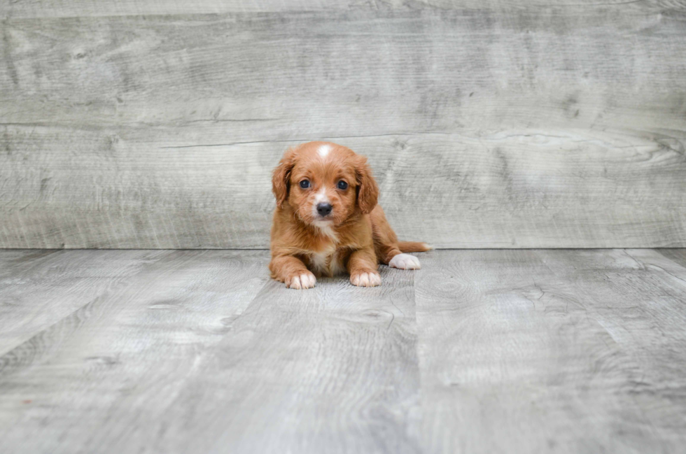 Best Cavapoo Baby