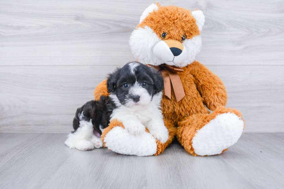 Havanese Pup Being Cute