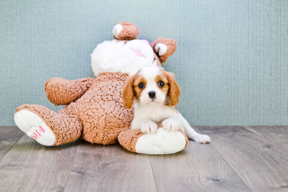 Best Cavalier King Charles Spaniel Baby