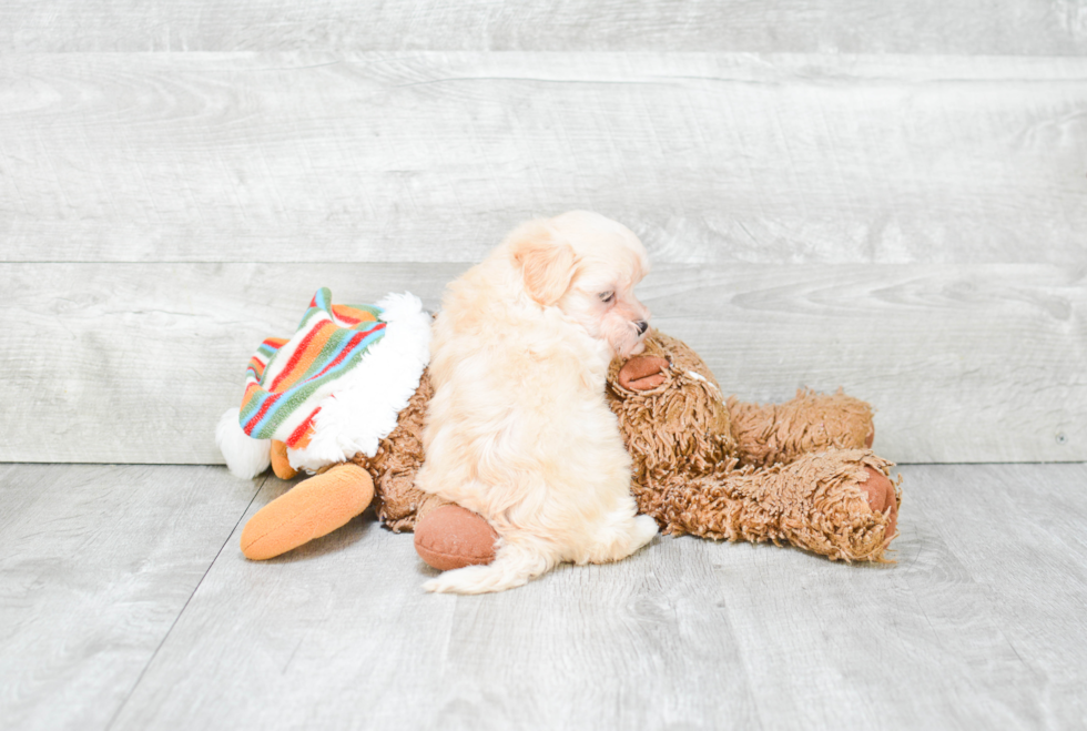 Maltipoo Pup Being Cute