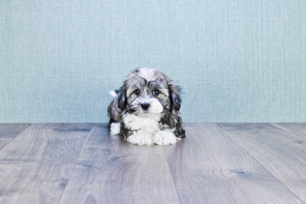 Havanese Pup Being Cute