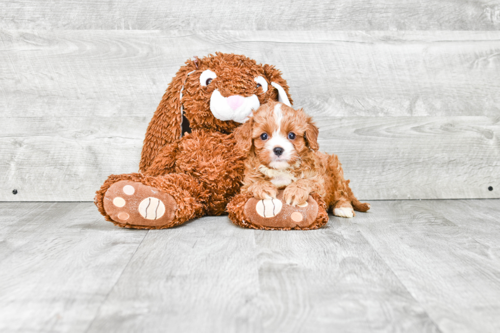 Best Cavapoo Baby