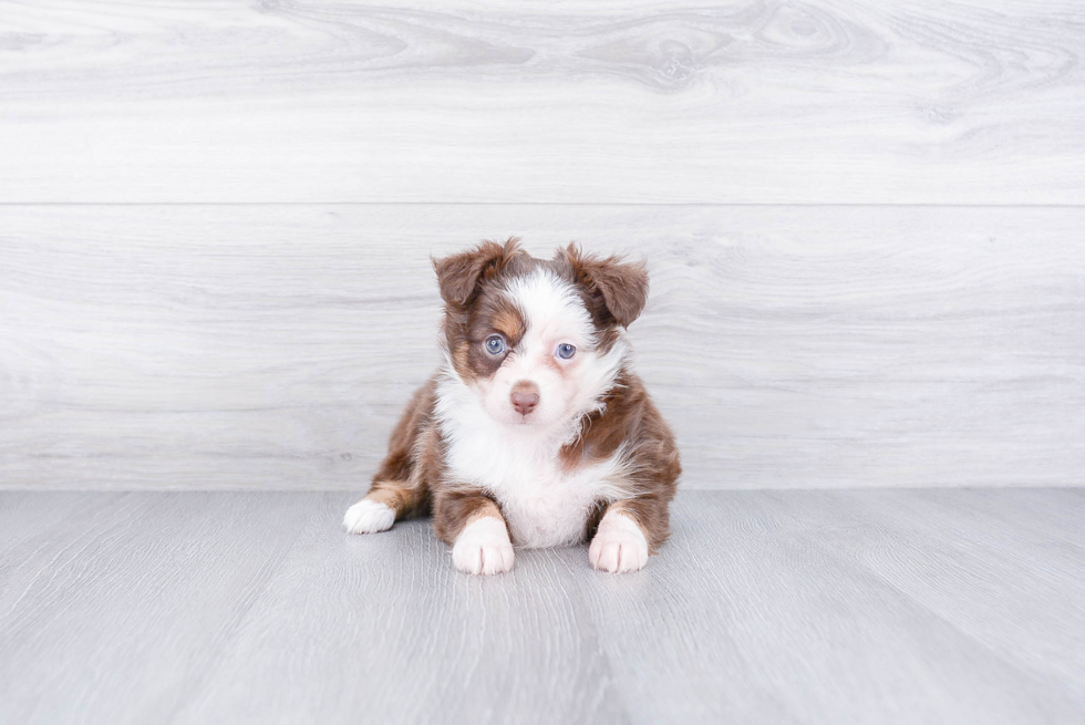 Smart Mini Aussiedoodle Poodle Mix Pup