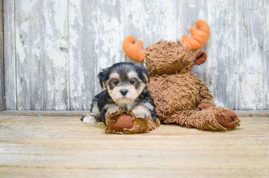 Morkie Pup Being Cute