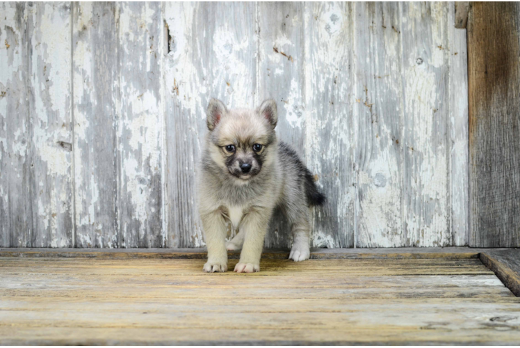 Best Pomsky Baby