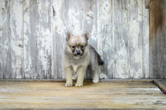 Best Pomsky Baby