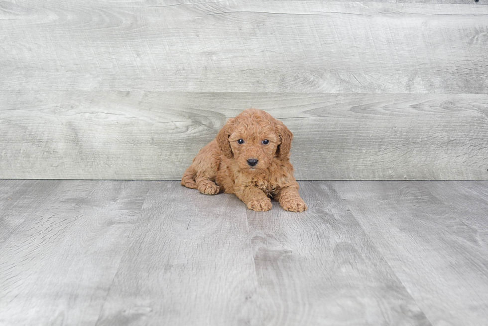 Little Cavoodle Poodle Mix Puppy