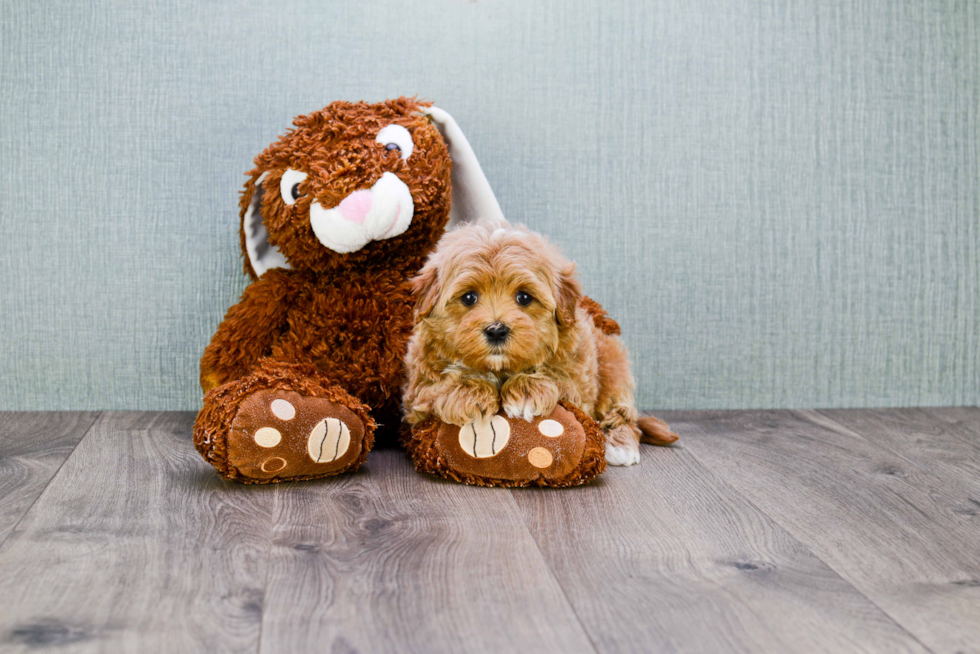 Best Maltipoo Baby