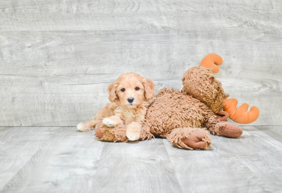 Energetic Cavoodle Poodle Mix Puppy