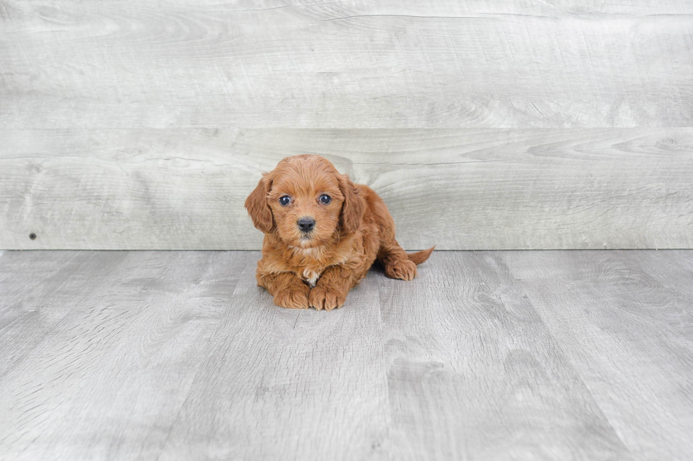 Petite Mini Goldendoodle Poodle Mix Pup