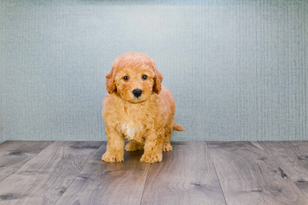 Sweet Mini Goldendoodle Baby