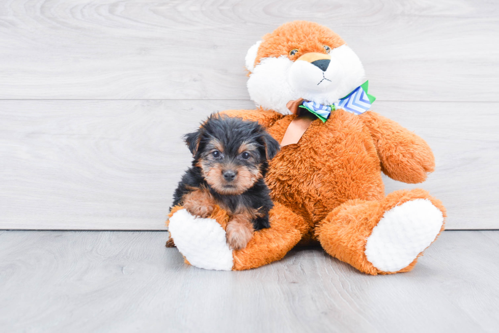 Meet Jenkins - our Yorkshire Terrier Puppy Photo 