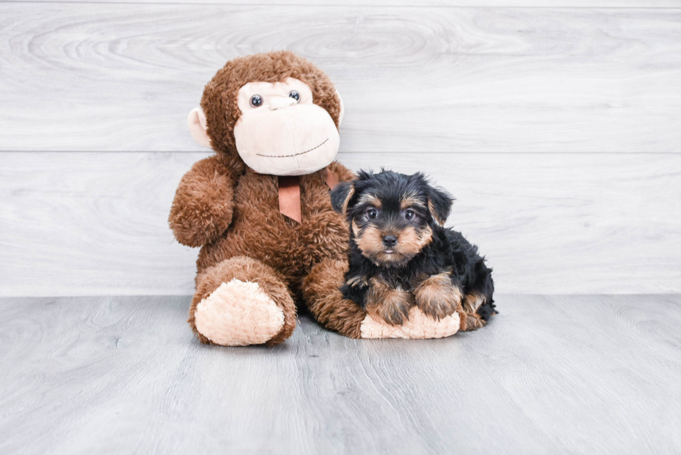 Meet Snickers - our Yorkshire Terrier Puppy Photo 