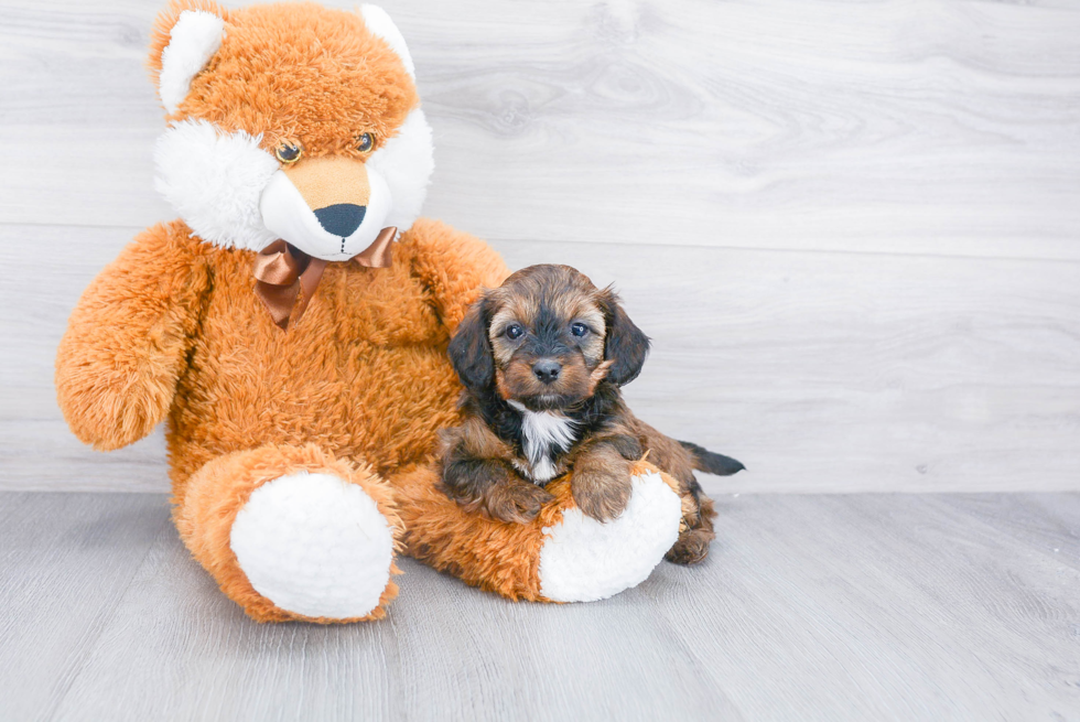 Cute Mini Doxiedoodle Mix Pup