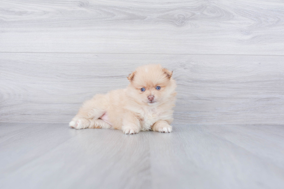 Best Pomeranian Baby