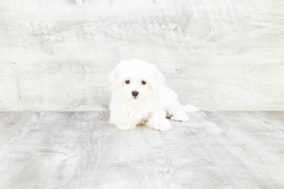 Maltese Puppy for Adoption