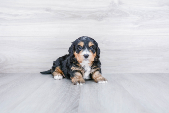 Best Mini Bernedoodle Baby