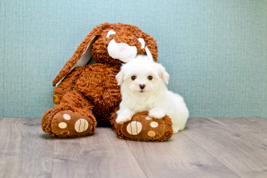 Small Maltese Purebred Pup