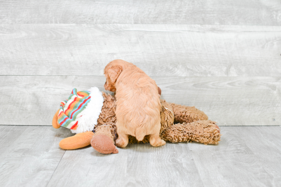 Cavapoo Pup Being Cute