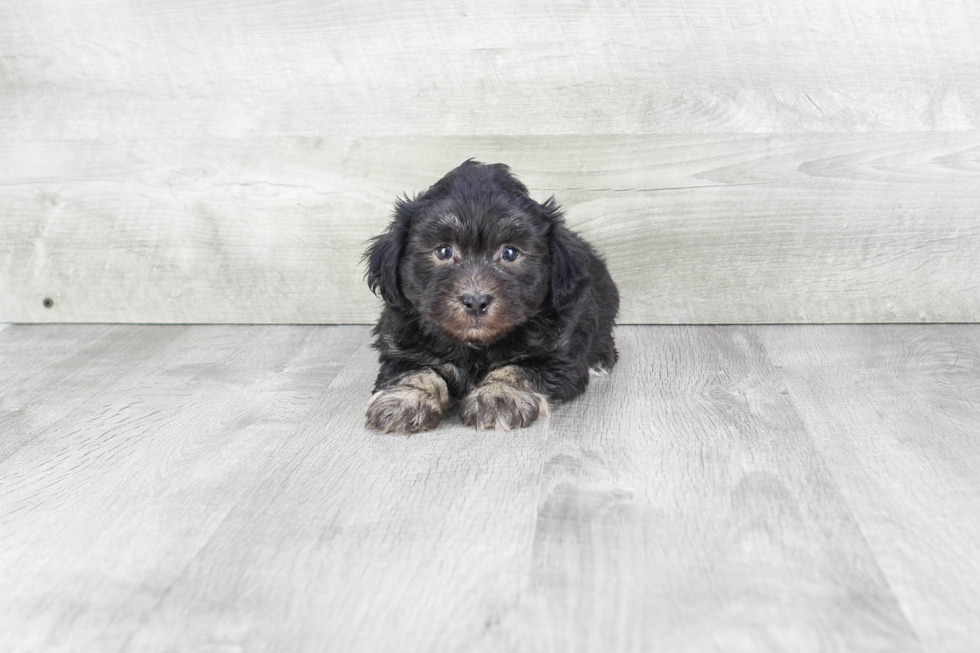 Popular Havanese Purebred Pup