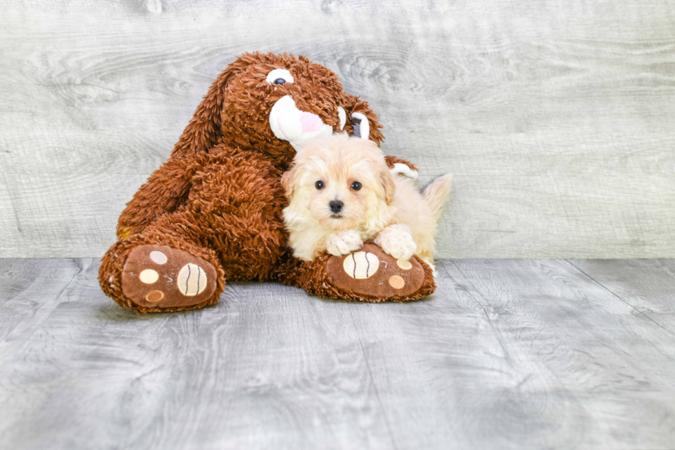 Maltipoo Puppy for Adoption