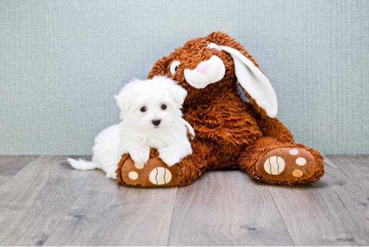 Little Maltese Purebred Pup