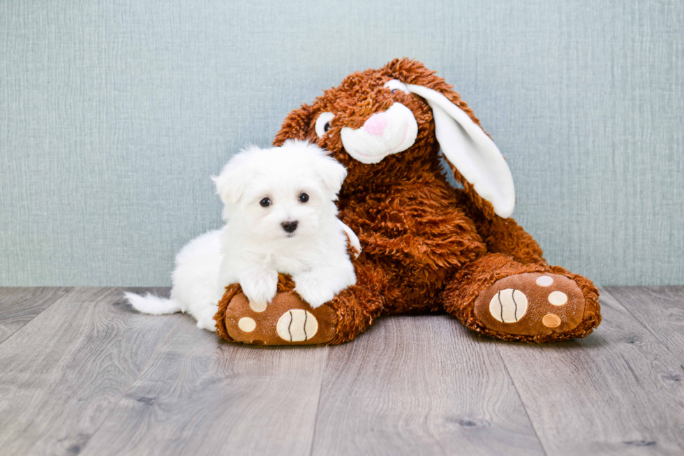 Little Maltese Purebred Pup