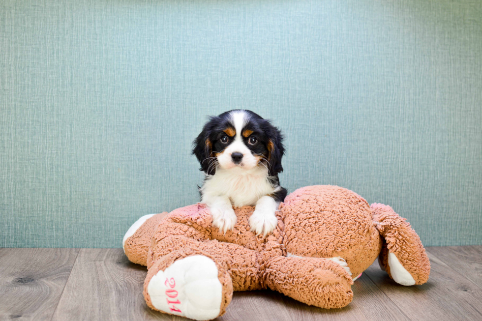 Popular Cavalier King Charles Spaniel Purebred Pup