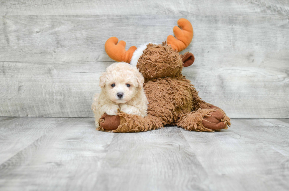 Maltipoo Puppy for Adoption