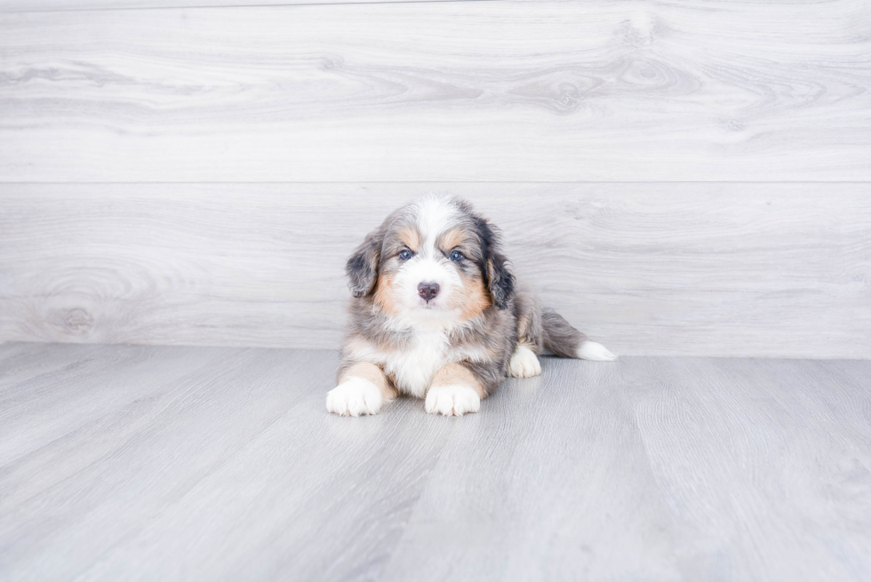 Happy Mini Bernedoodle Baby