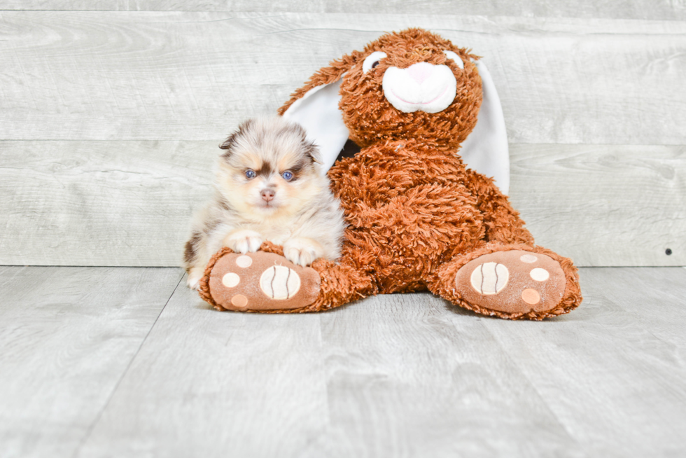 Pomeranian Puppy for Adoption