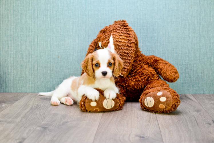 Best Cavalier King Charles Spaniel Baby