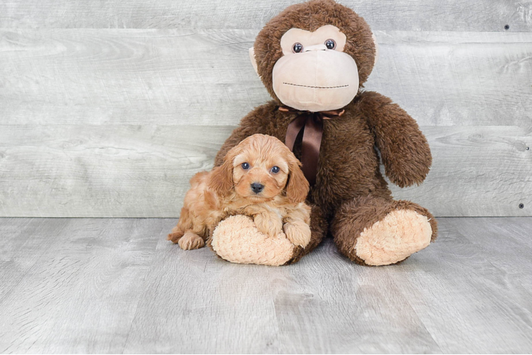 Best Cavapoo Baby