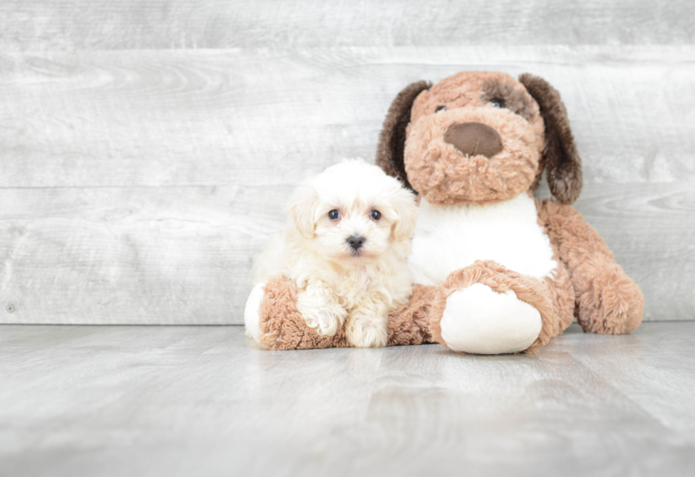 Maltipoo Puppy for Adoption