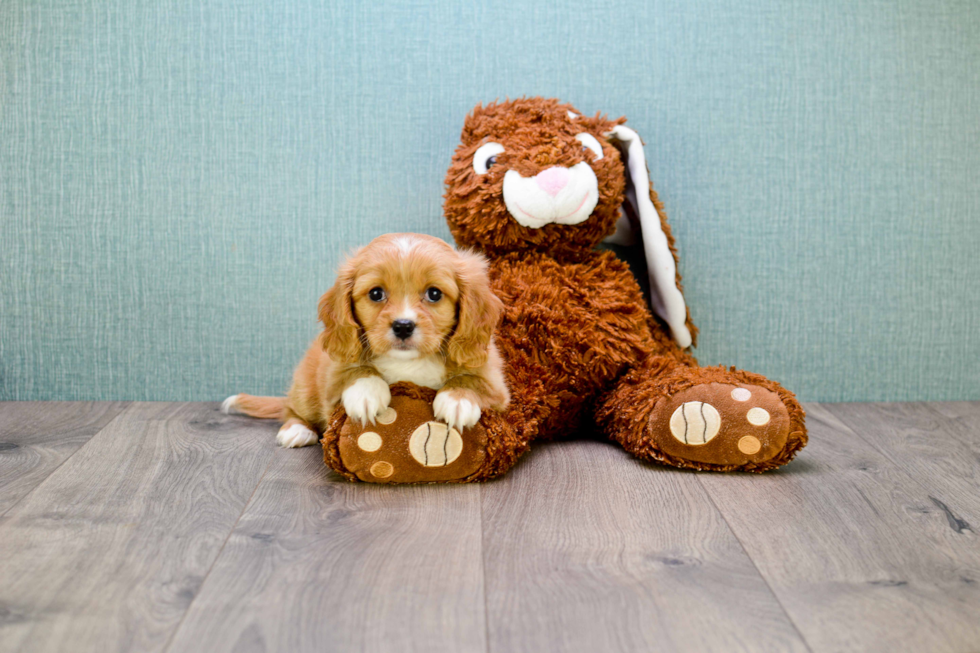 Popular Cavachon Designer Pup