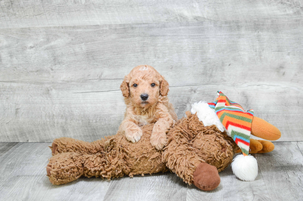 Mini Goldendoodle Pup Being Cute