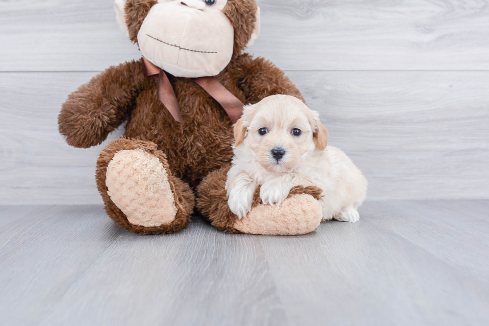 Smart Maltipoo Poodle Mix Pup