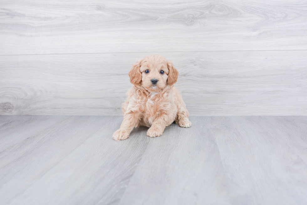 Cockapoo Pup Being Cute