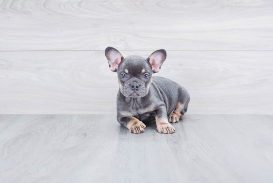 Funny French Bulldog Baby