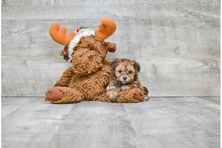 Little Yorkie Designer Puppy