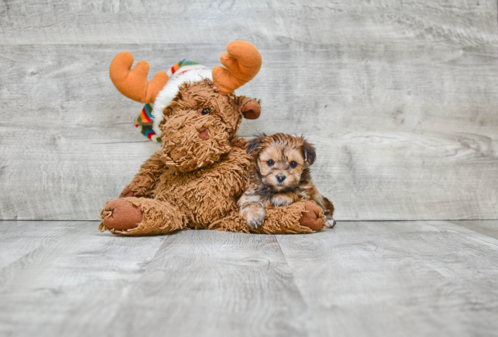 Little Yorkie Designer Puppy