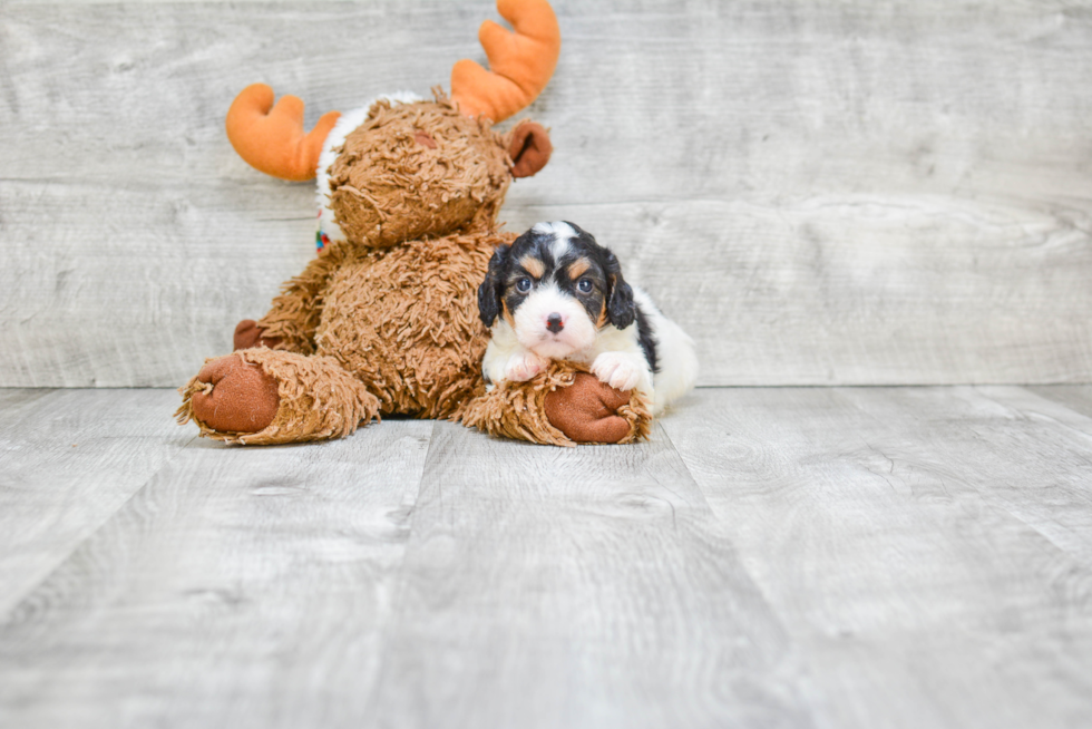 Little Cavalier Designer Puppy