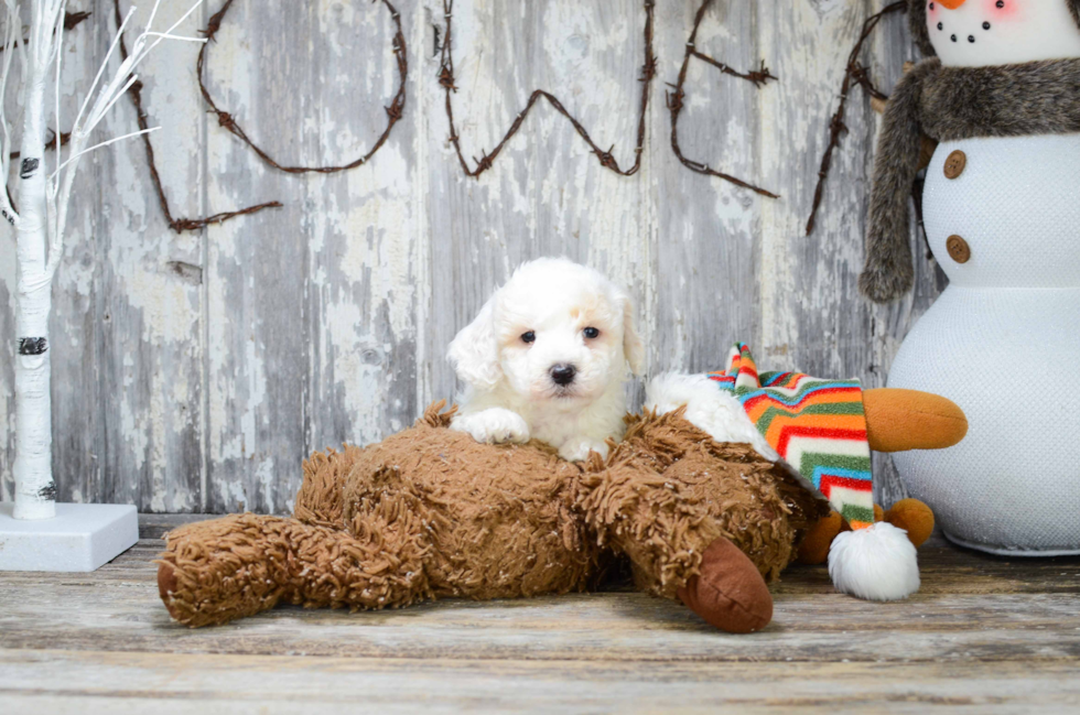 Bichon Frise Pup Being Cute