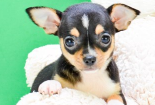 Pomsky Puppy for Adoption